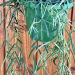 Hoya Linearis - výška 40-50 cm, kont. C1,5L - závesný kvetináč